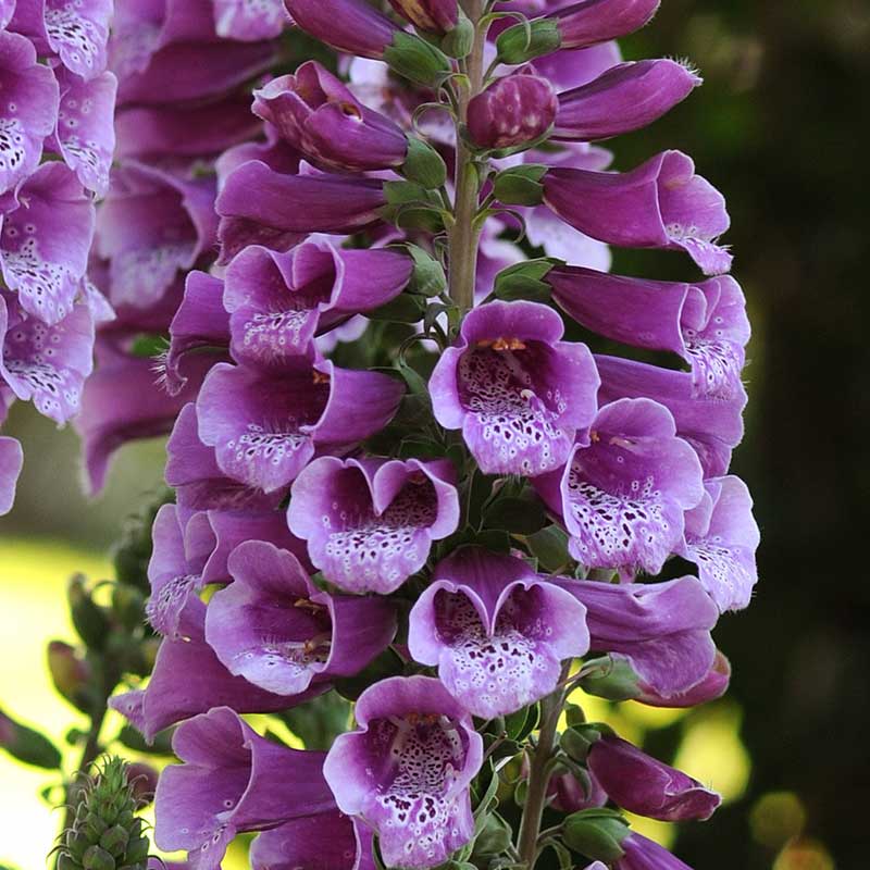 Close-up of foxglove dalmatian purple flowers with water droplets on a blurred green background