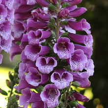Close-up of foxglove dalmatian purple flowers with water droplets on a blurred green background
