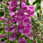 Close-up of foxglove dalmatian purple flowers with green leaves.