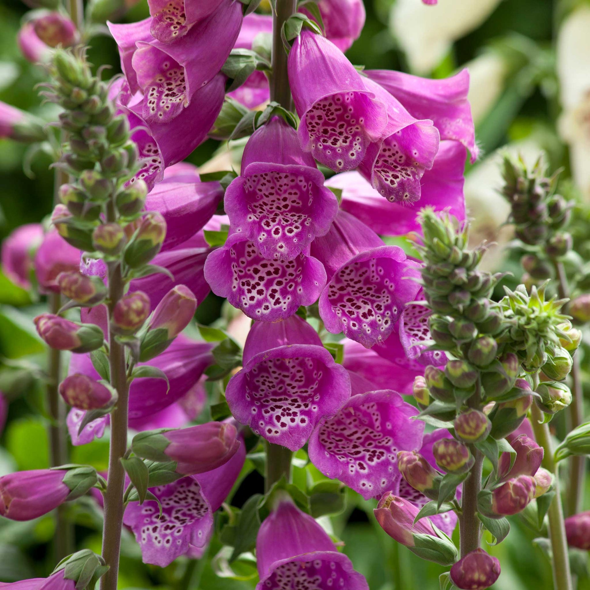 Close-up of foxglove dalmatian purple flowers with green leaves.