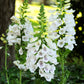 Foxglove dalmatian white flowers with purple spots in a garden setting