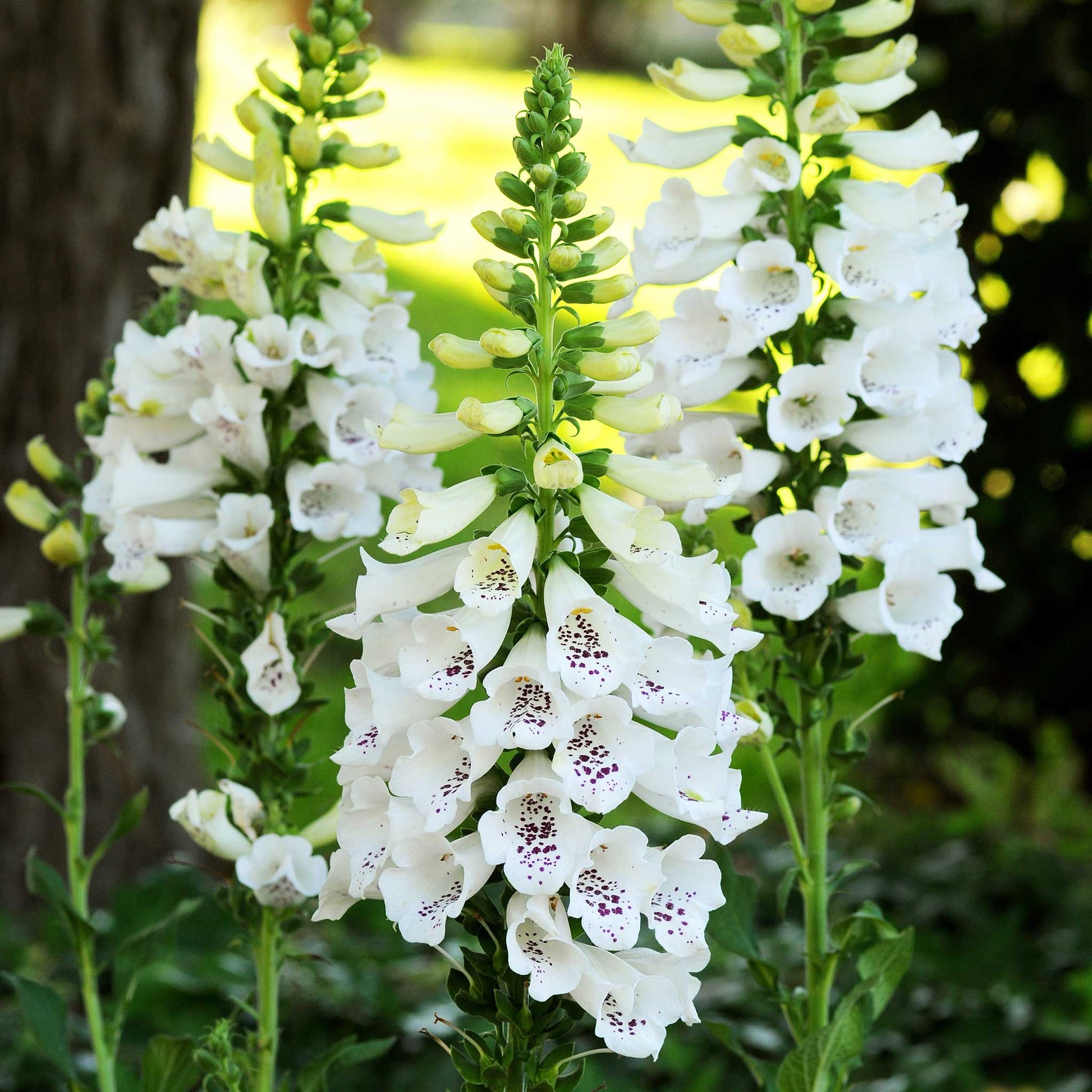 Foxglove dalmatian white flowers with purple spots in a garden setting