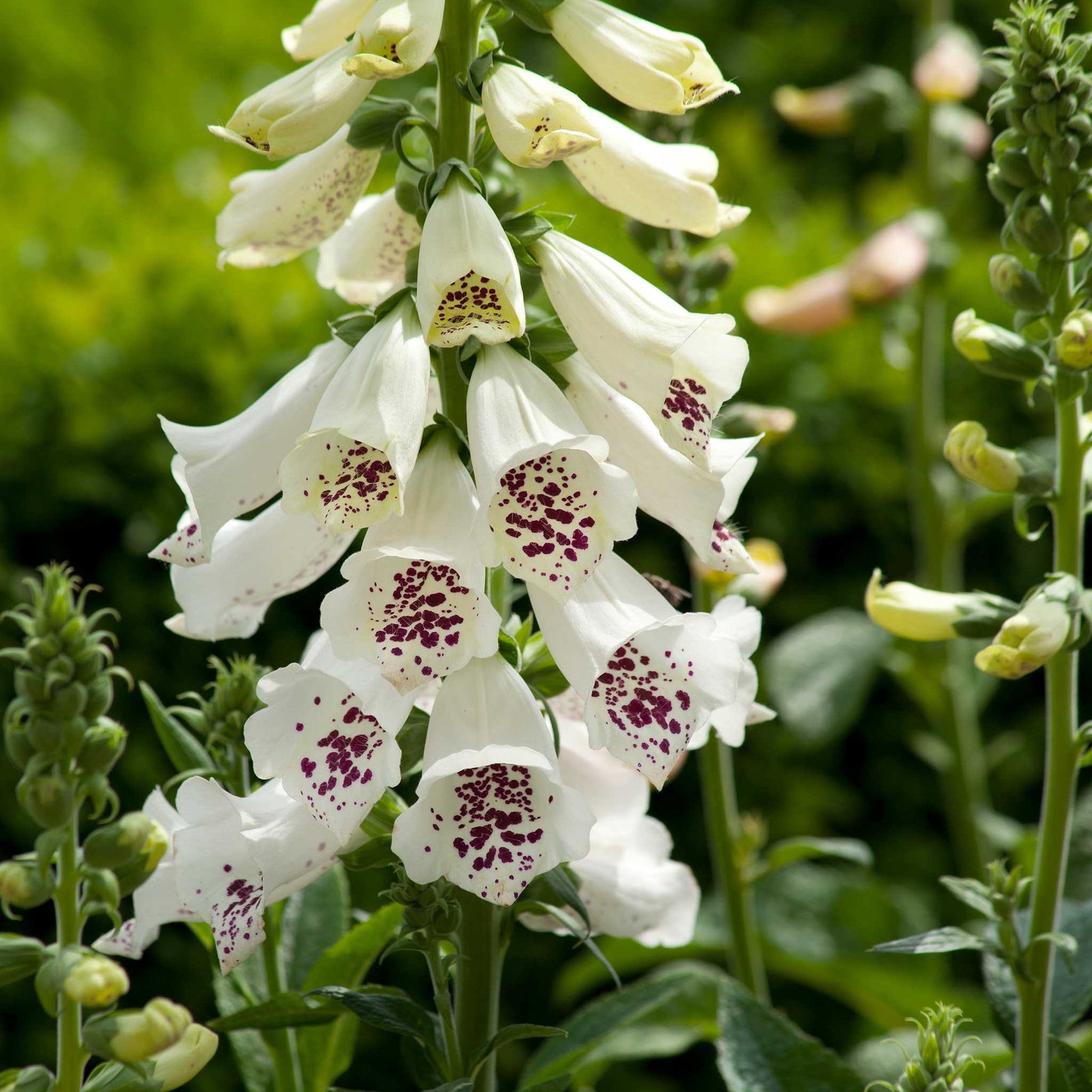 Foxglove dalmatian white flowers with purple spots in a garden setting