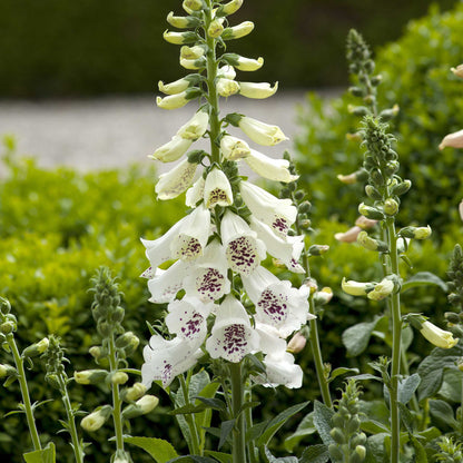 Foxglove dalmatian white flowers with green leaves in a garden setting