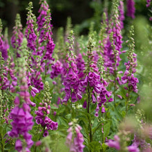 Purple foxglove flowers on tall stems against a blurred green background.