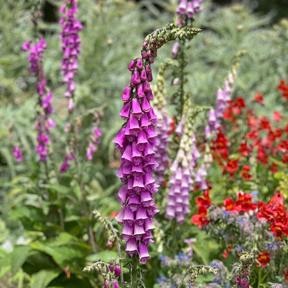Purple foxglove flowers growing in a colorful bright garden setting.
