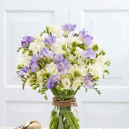 Bouquet of Freesia double lavender and white bundle in a glass vase.