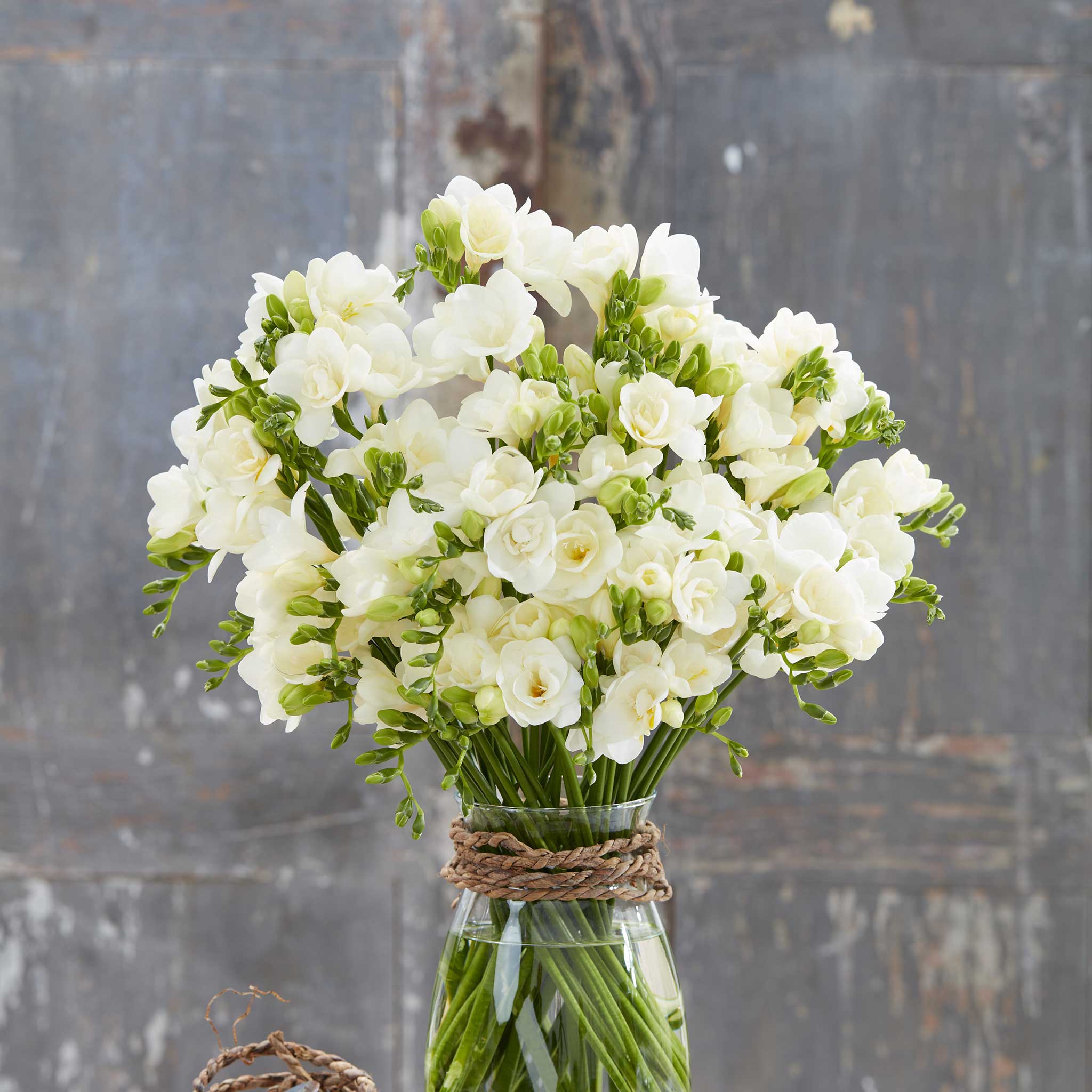 A bouquet of Double White freesia flowers in a glass vase