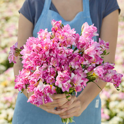 Person holding a pink bouquet of freesia honeymoon in a garden setting