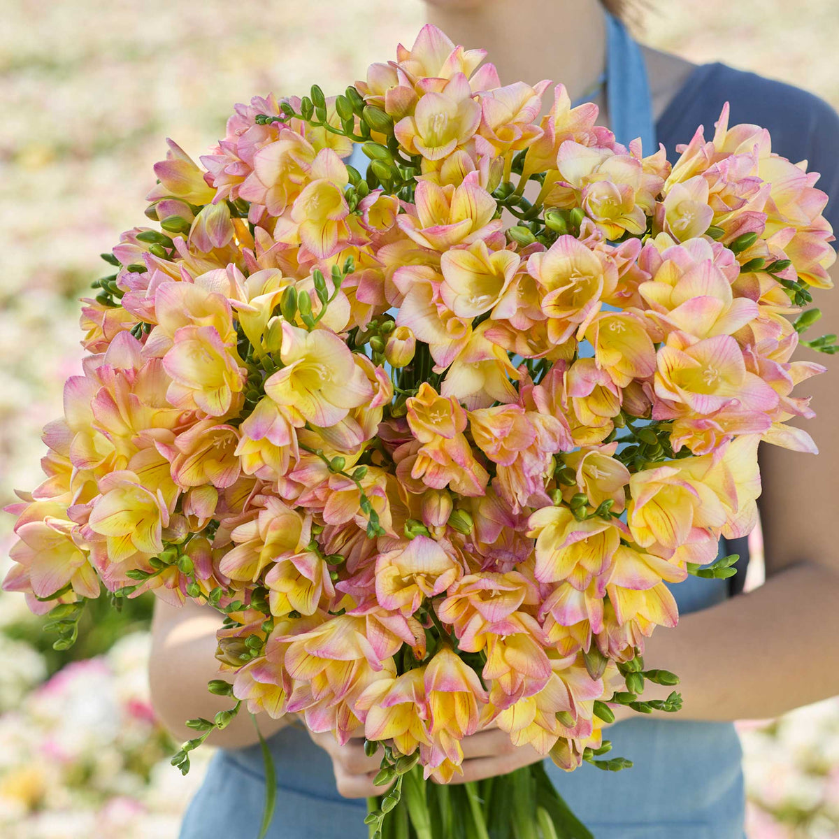 Person holding a pink and yellow bouquet of freesia monaco in a garden setting