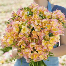 Person holding a pink and yellow bouquet of freesia monaco in a garden setting