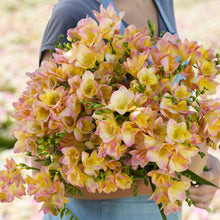 Person holding a pink and yellow bouquet of freesia monaco in a garden setting