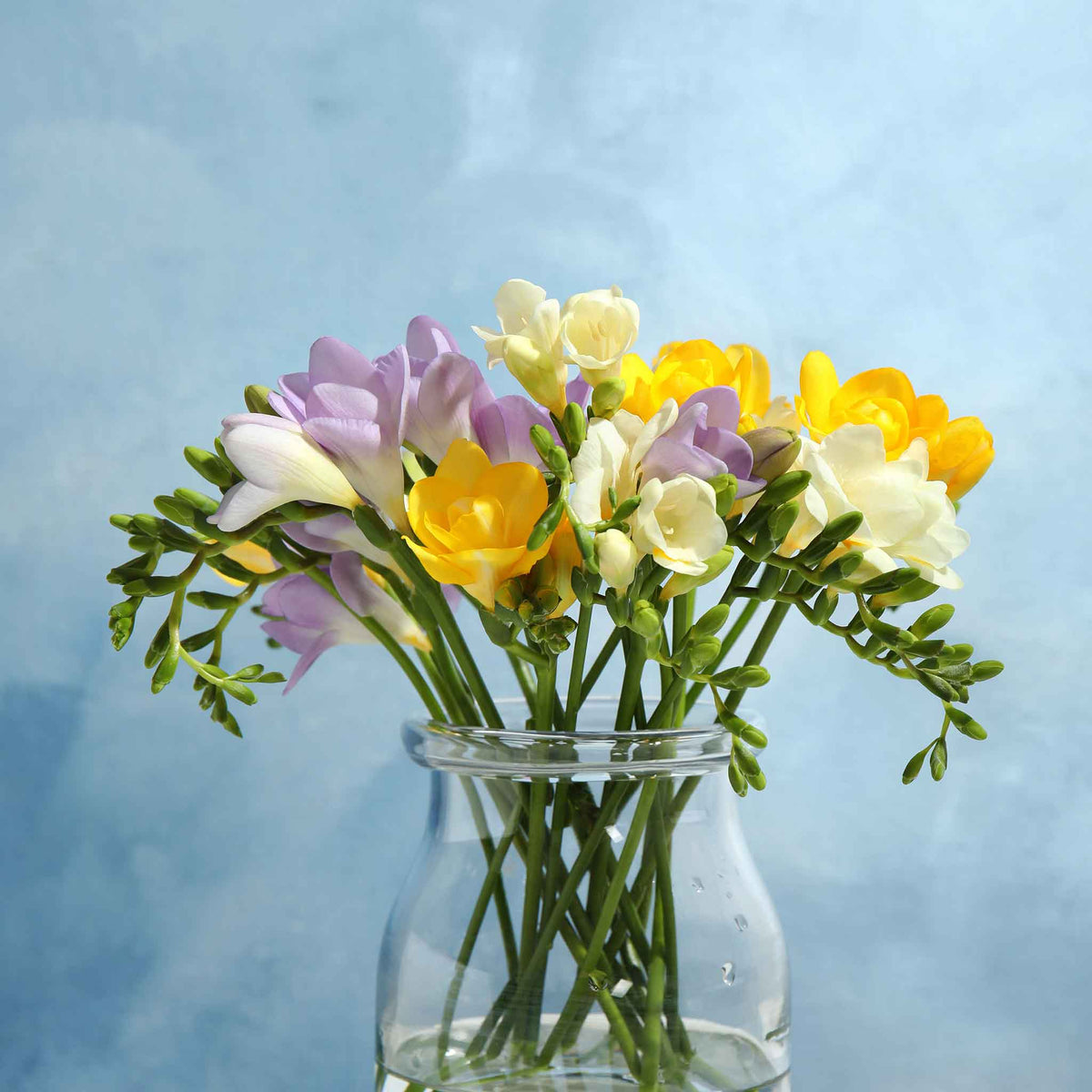 Freesia Bulbs - Mix | Flower Bulbs | Eden Brothers