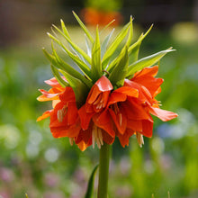 Close-up of an Orange Fritillaria flower in full bloom with vibrant petals and green stems.