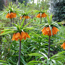 Orange Fritillaria flowers in full bloom with vibrant petals and green stems.