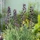 Fritillaria Bulbs - Persica
