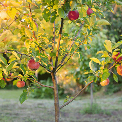 Fuji Apple Tree