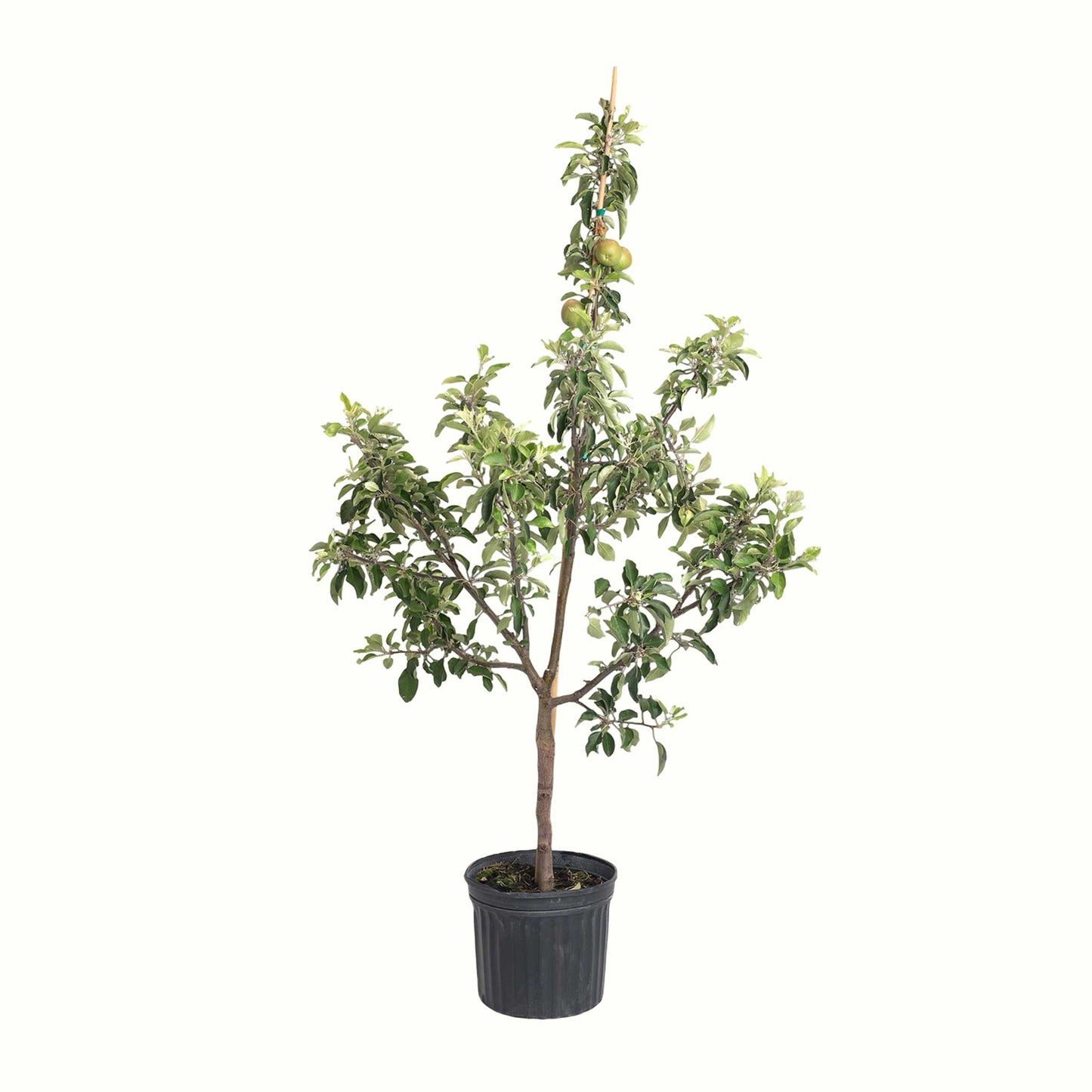 Fuji Apple Tree