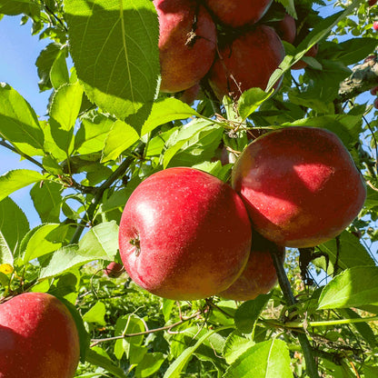 Fuji Apple Tree