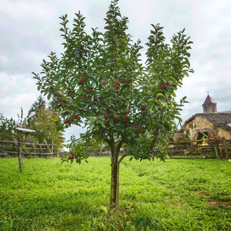Fuji Apple Tree