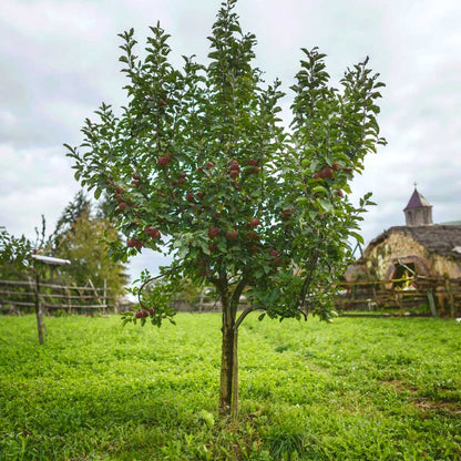 Fuji Apple Tree