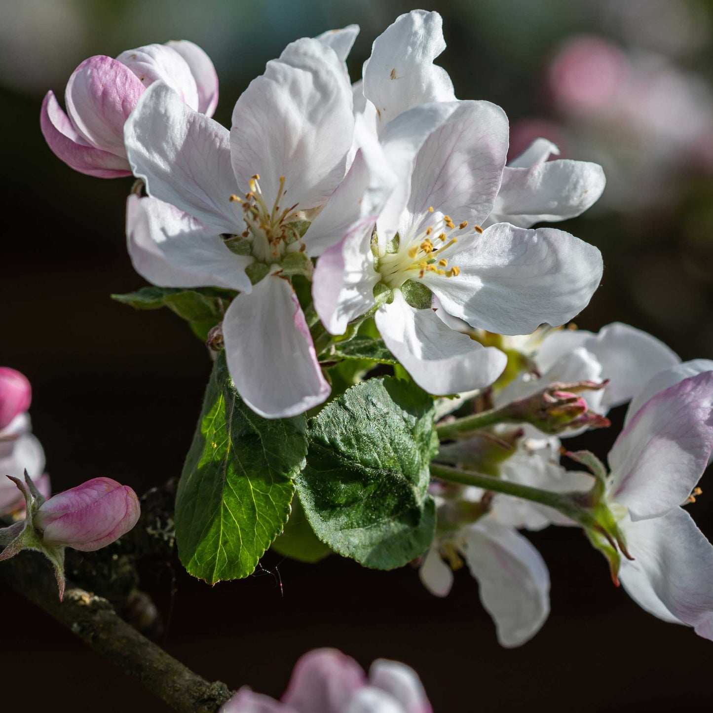 Fuji Apple Tree