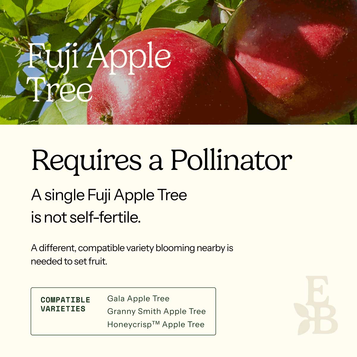 Informational graphic for a Fuji Apple Tree, featuring a top photo of apples and text stating it is self-pollinating and produces a full crop on its own.