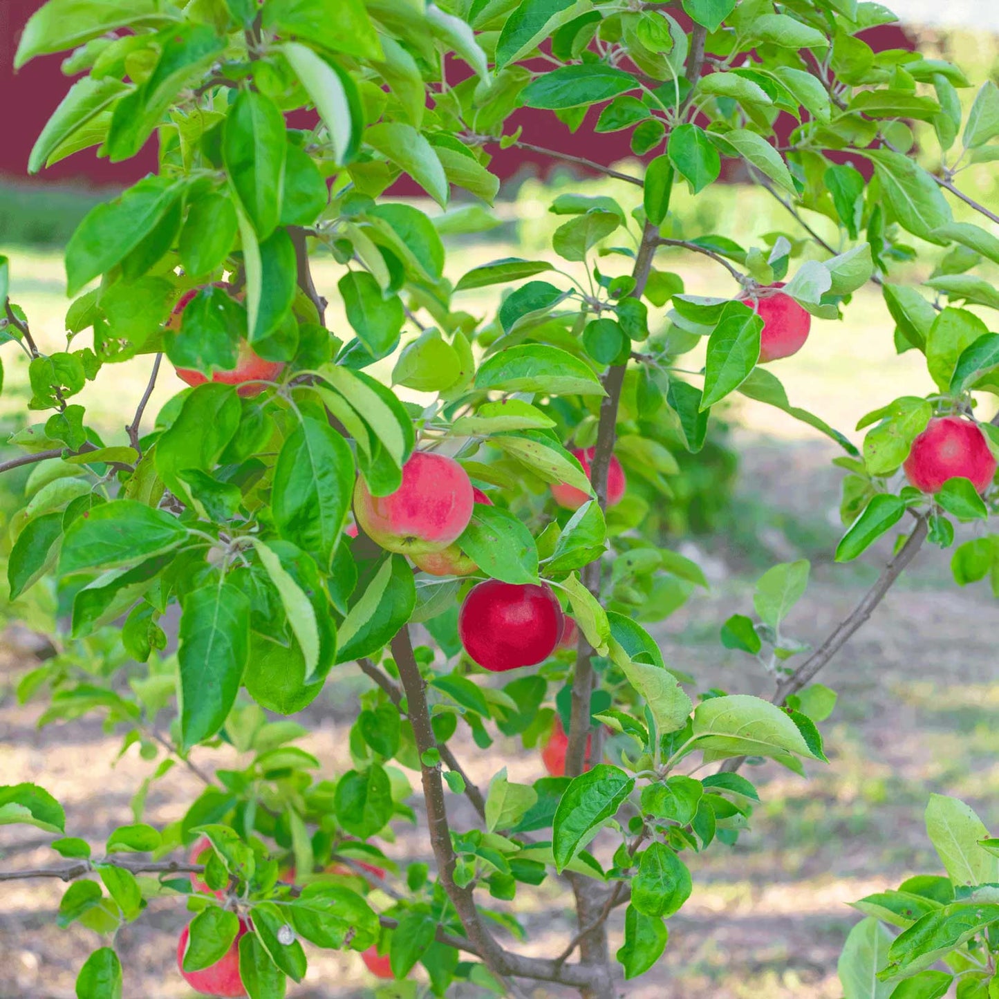 Gala Apple Tree