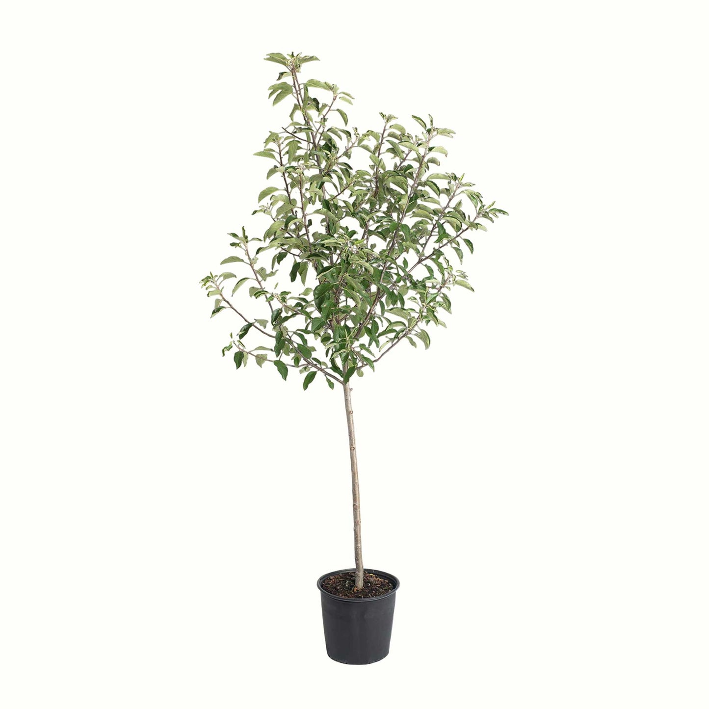 Gala Apple Tree