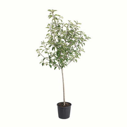 Gala Apple Tree