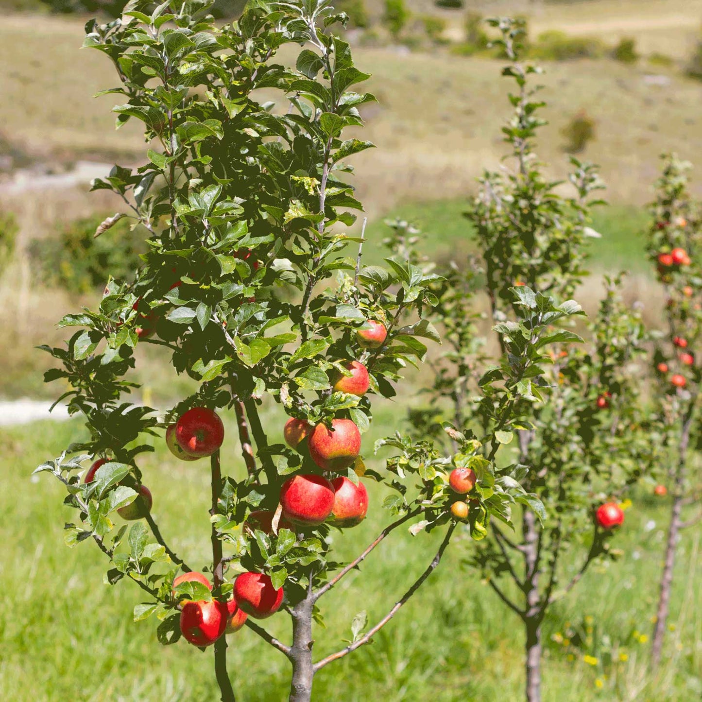 Gala Apple Tree