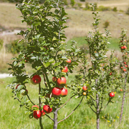 Gala Apple Tree