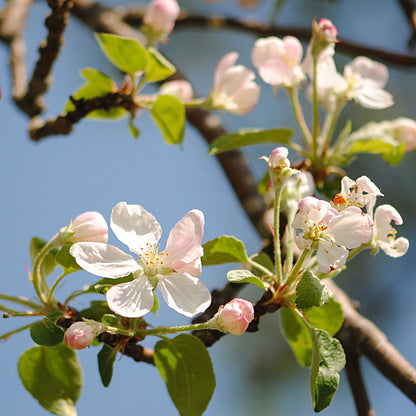 Gala Apple Tree