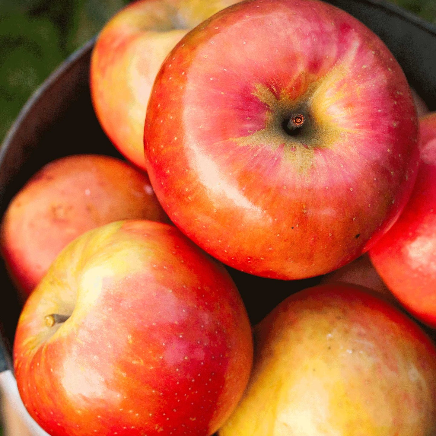 Gala Apple Tree