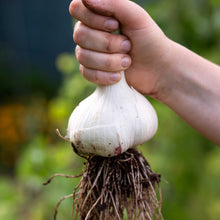 Hand holding freshly harvested garlic elephant bulb with roots and white skin.