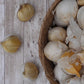 Garlic elephant bulbs in a basket on a wooden table.