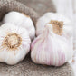 Garlic messidor bulbs with white and purple skin