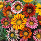 gazania sunshine mix