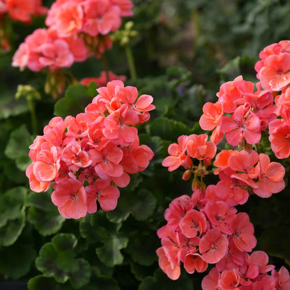 Salmon pink geranium horizon deep salmon flowers against a blurred green background.