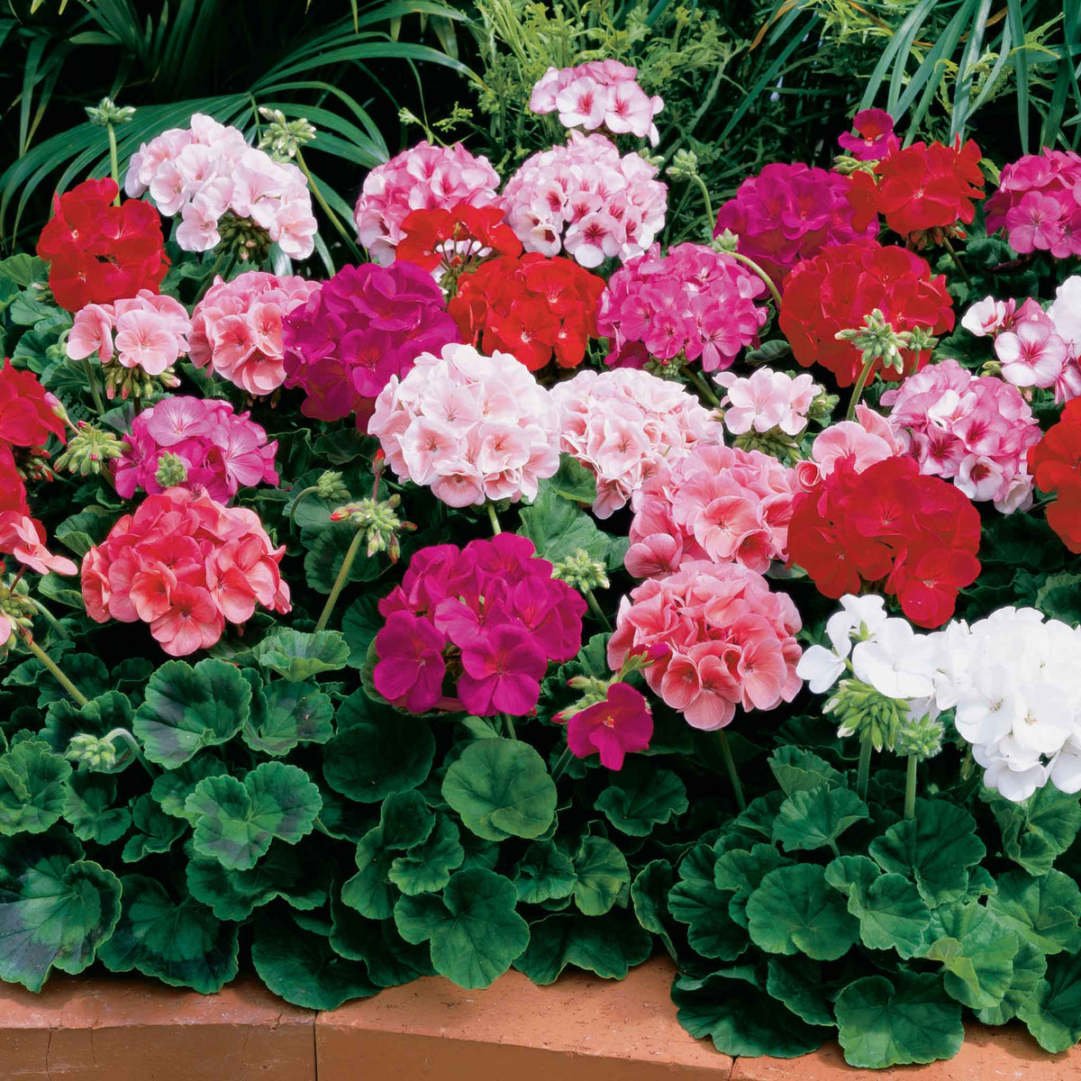Color Mix Geranium Roots Geranium Seeds - Maverick Mix | Flower Seeds in Packets & Bulk | Eden ...