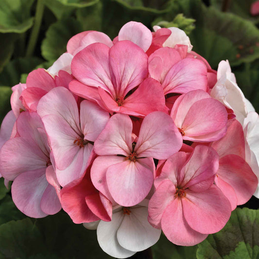 geranium pinto premium white to rose