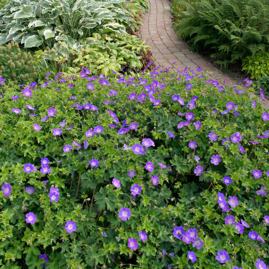 Purple rozanne geranium flowers with a garden path and greenery in the background