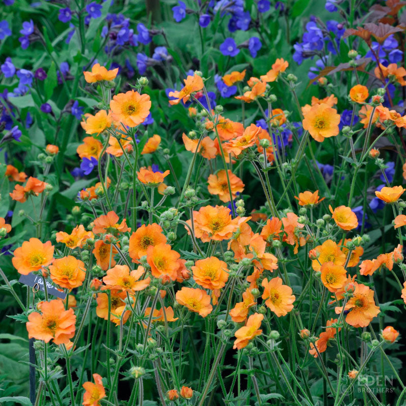 A field of orange geum totally tangerine flowers with accents of blue flowers in the background.