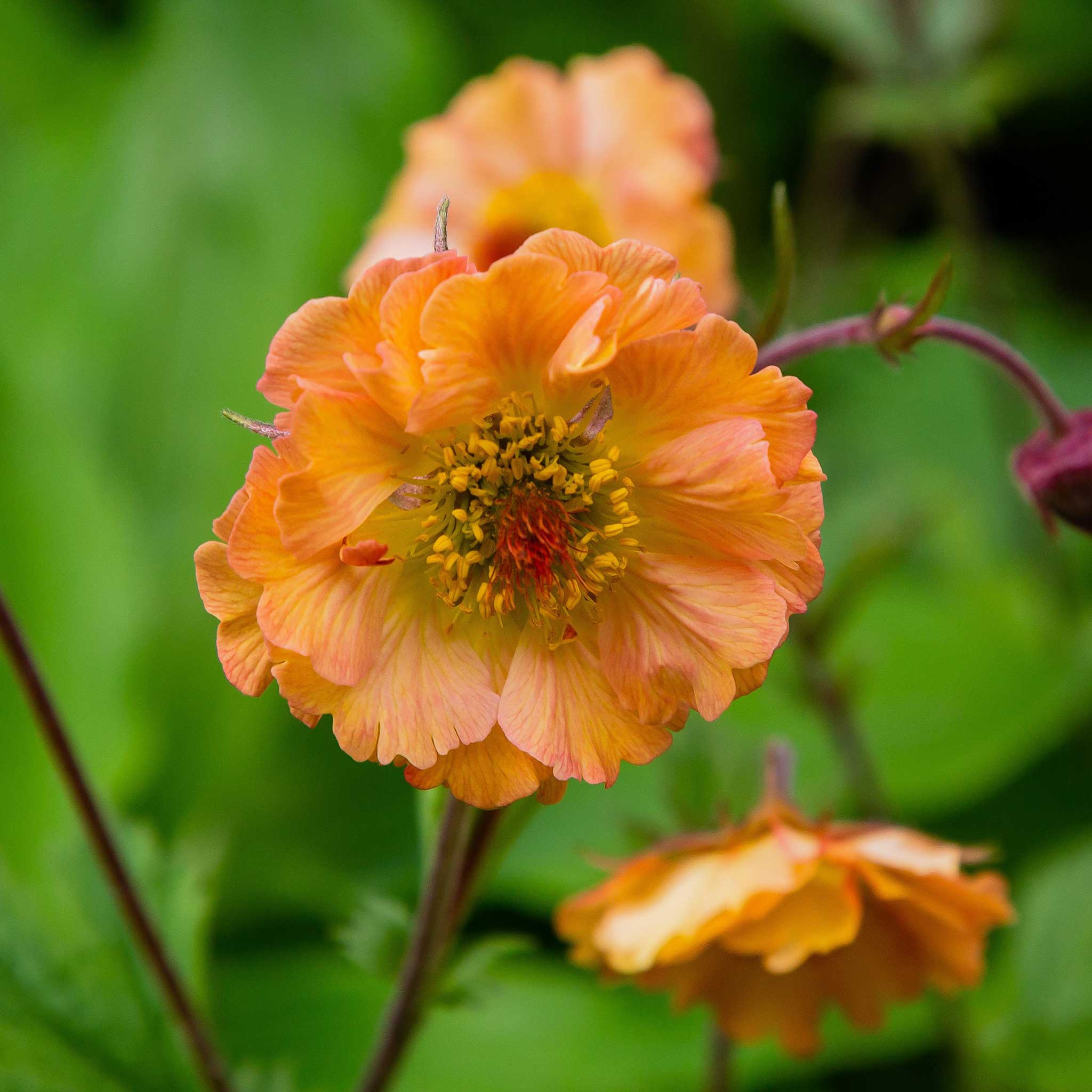 A close-up of totally tangerine geum flower with a yellow and red center.