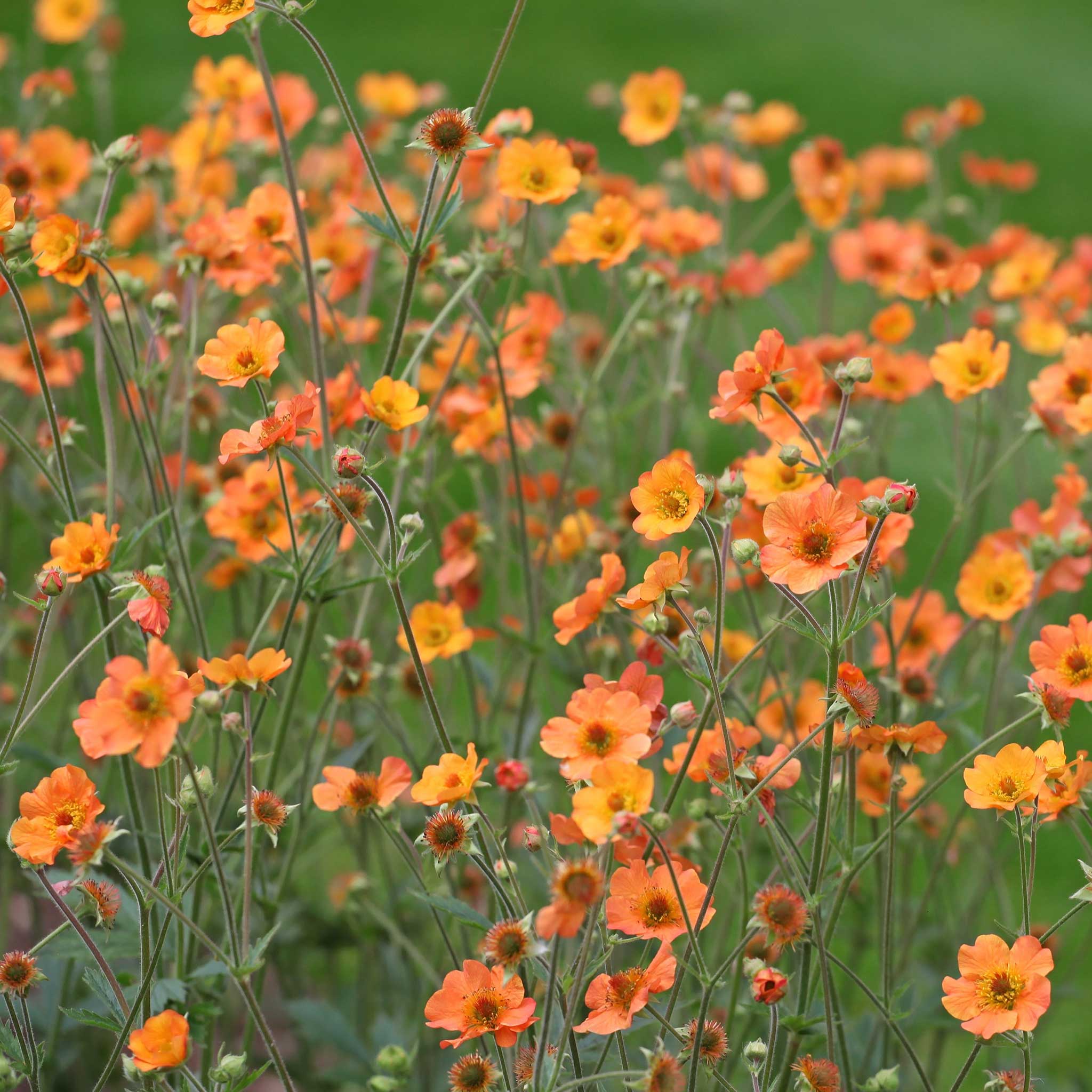 A field of orange geum totally tangerine flowers with a blurred background.