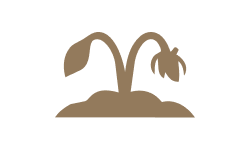 Simple icon of two leaves on a beige background