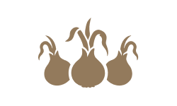 Three stylized bulbs in a row on a beige background