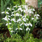 White snowdrop flowers in a garden setting with green foliage and a tree trunk. | copyright: Floramedia UK Ltd
