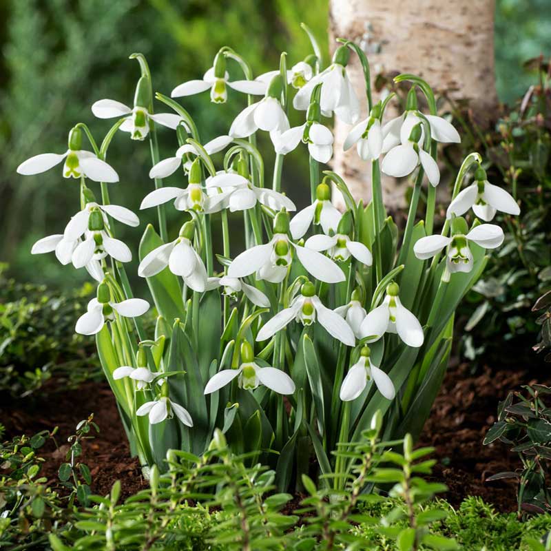 White snowdrop flowers in a garden setting with green foliage and a tree trunk. | copyright: Floramedia UK Ltd