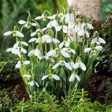 White snowdrop flowers in a garden setting with green foliage and a tree trunk. | copyright: Floramedia UK Ltd